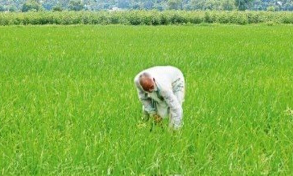 Mann सरकार Farmers के साथ: Paddy की एक-एक बोरी खरीदी जाएगी, Farmers को मिल रही पूरी कीमत